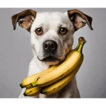 Can dogs eat bananas